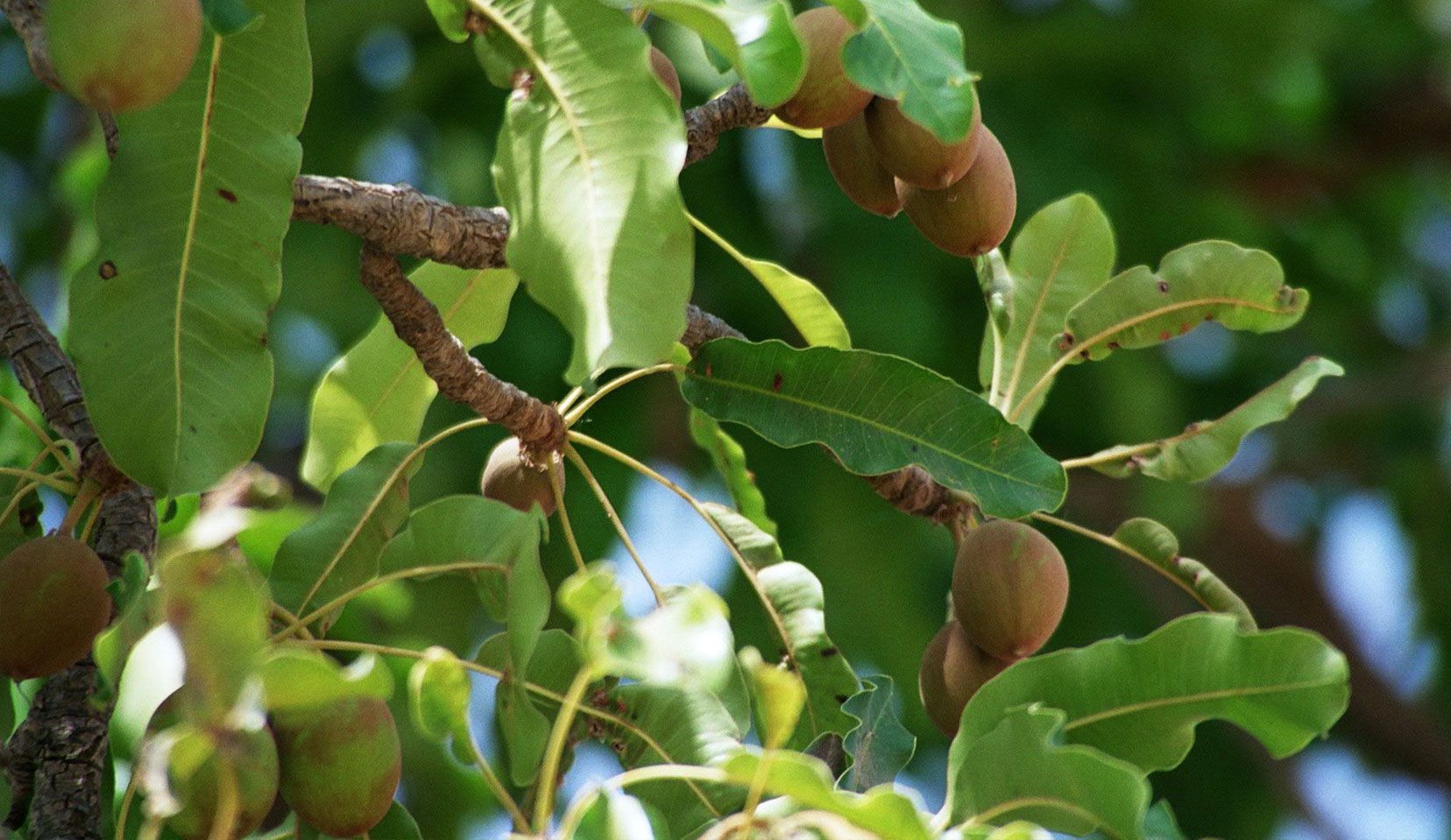 BUTYROSPERMUM PARKI (SHEA BUTTER YAĞI) 